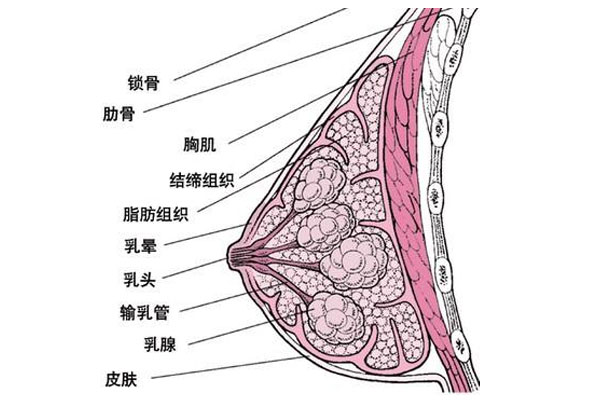 怎么治疗乳腺导管漏?